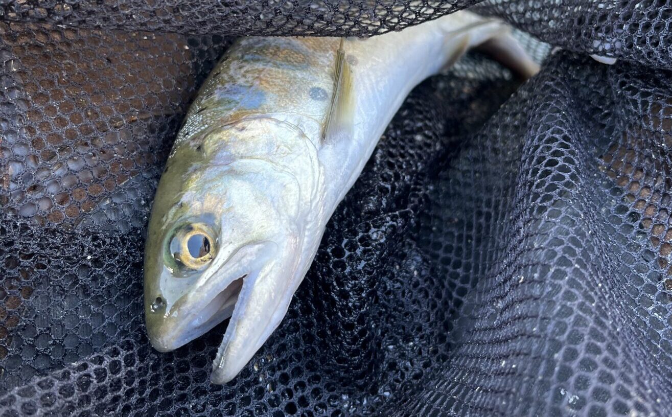 【釣果39匹ヤマメ3マス36】うらたん2025.2.12