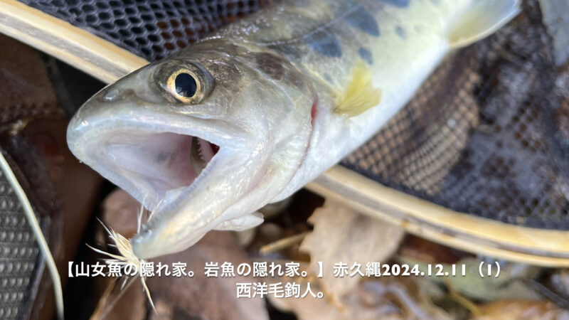 12月中旬でも12番スズメバチカディスでいける!