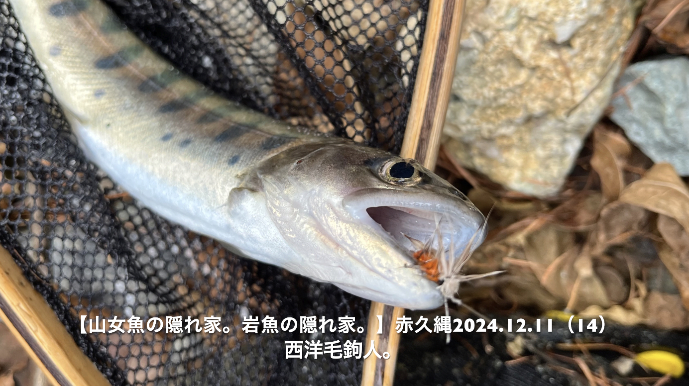 ヤマメ,山女魚,大らかな,感謝,