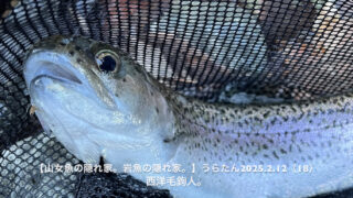 水面を意識しているサカナが少ない時の対処法 