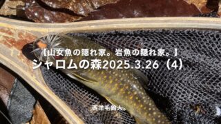 【フライフィッシング】こんな下流で・・・岩魚が出た！ 