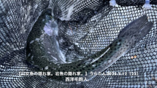 【フライフィッシング】ラインを引いて誘いを入れる。 