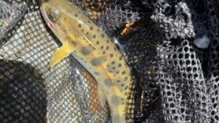 【釣果8匹山女魚6岩魚2】シャロムの森2025.4.9 