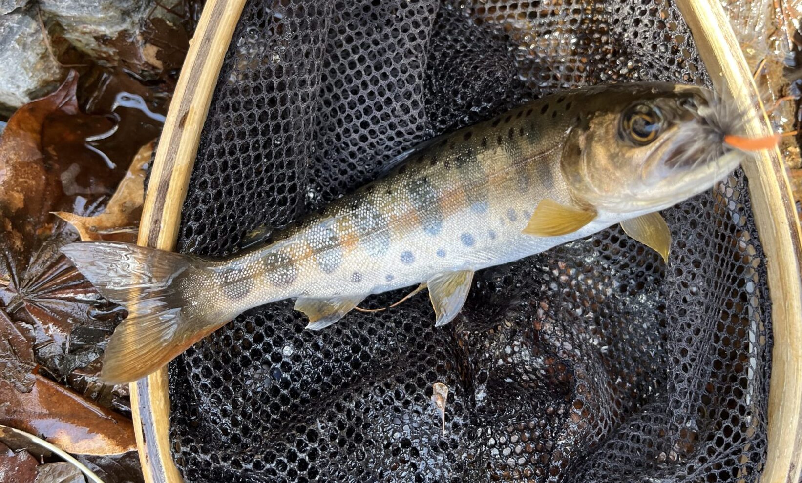【釣果8匹山女魚6岩魚2】シャロムの森2025.4.9