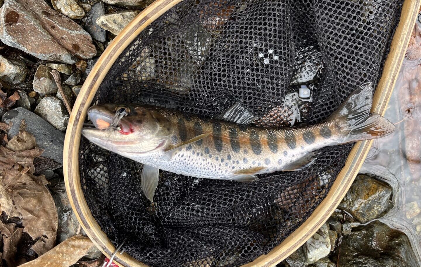 【釣果4匹山女魚3岩魚1】シャロムの森2025.4.10