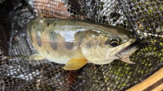【釣果20匹山女魚18岩魚2】シャロムの森2025.4.24 