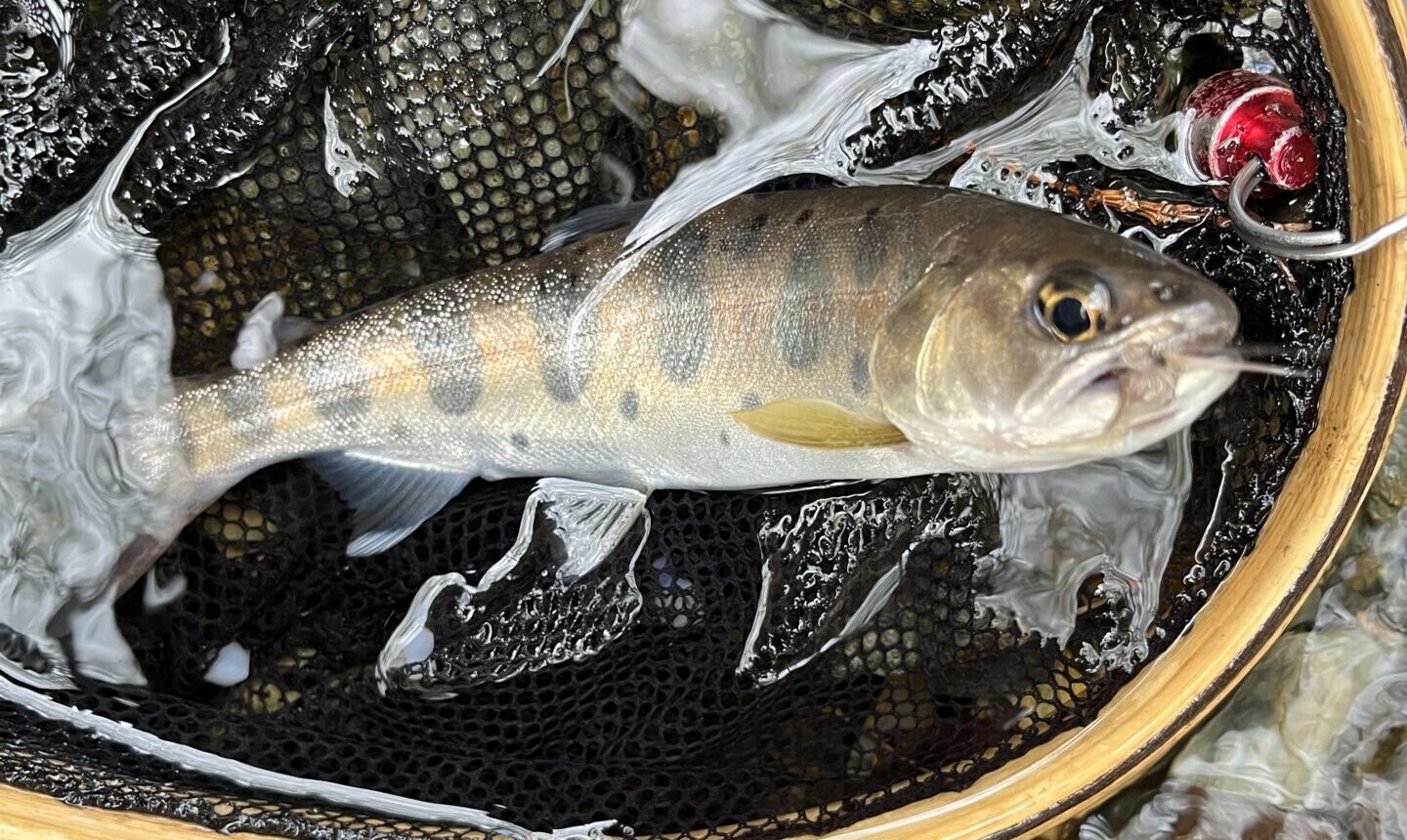 【釣果20匹山女魚18岩魚2】シャロムの森2025.4.24