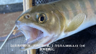 派手に出るのは、放流魚。 
