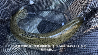 大きい毛鉤の方が美味しそう？ 