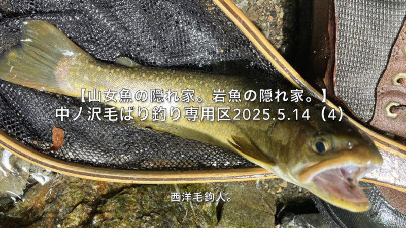 【フライフィッシング】大きな反転流をナチュラルドリフト・・・最強!