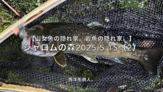 【フライフィッシング】最上流まで来たからには、それなりのサイズが欲しい！ 