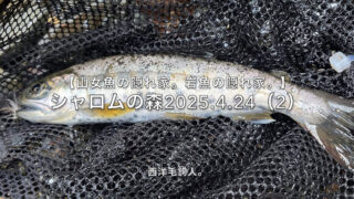 【フライフィッシング】障害物付近に毛鉤を流すのは常識だが、毛鉤を失う恐怖との戦いでもある。 