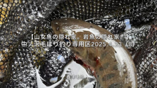 【フライフィッシング】おまけ？の支流も油断禁物！ 