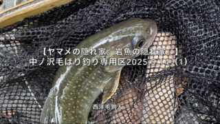 【フライフィッシング】飛んでいる羽虫より大きい毛鉤を選択する。 