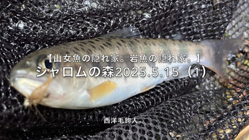 【フライフィッシング】チビは警戒心より食欲?