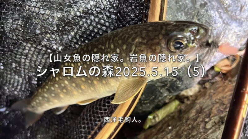 【フライフィッシング】岩魚の血液型は、B型か?