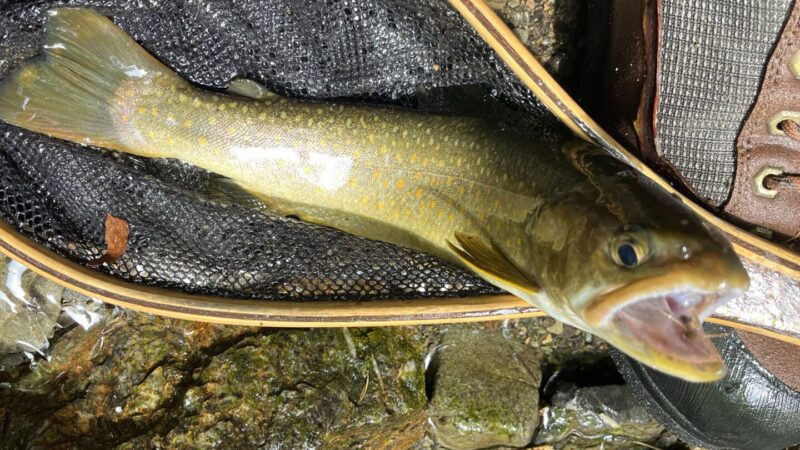 【釣果24匹山女魚6岩魚18】中丿沢毛ばり釣り専用区2025.5.14