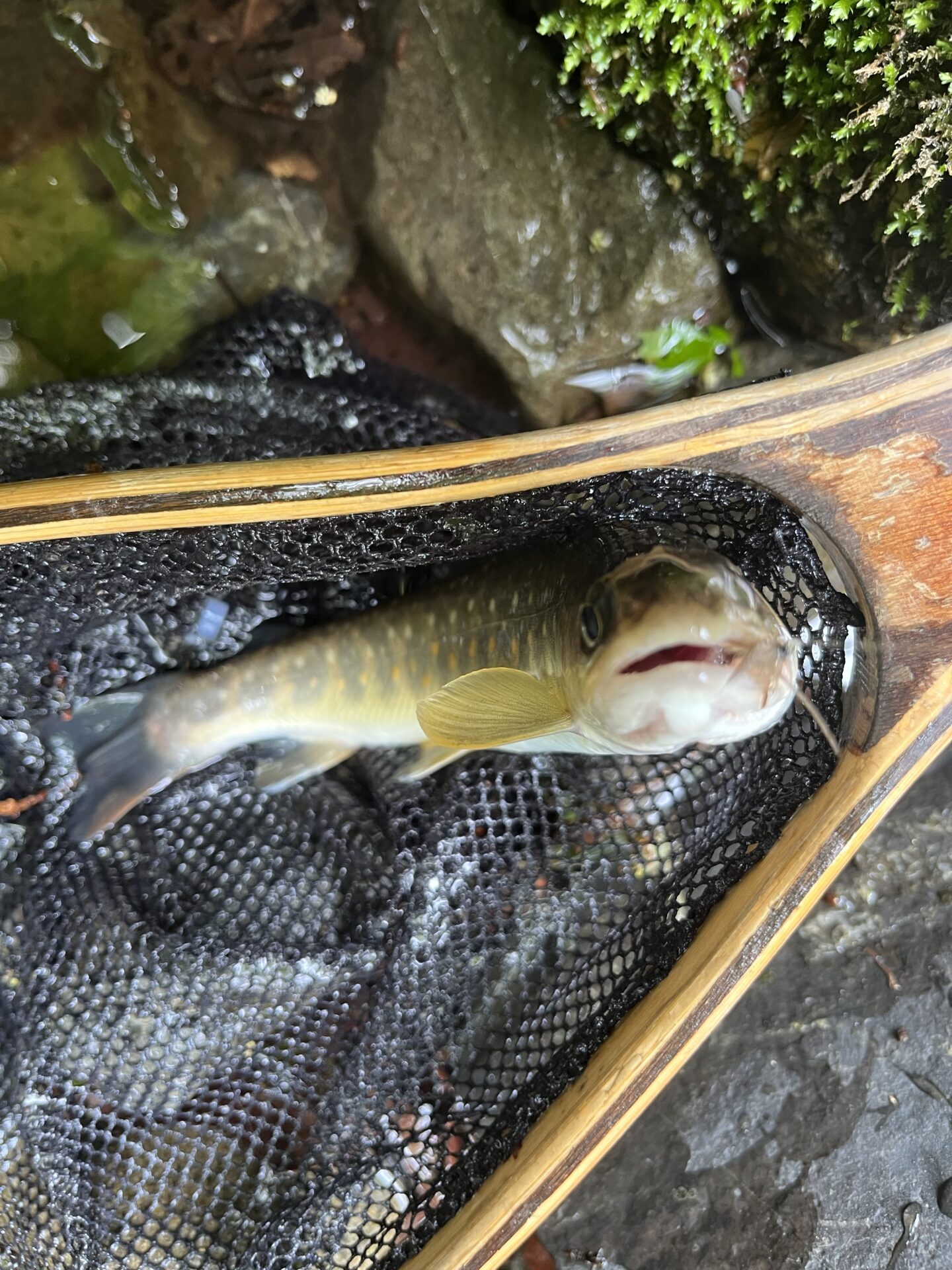岩魚
上野村漁協
中丿沢毛ばり釣り専用区
2025.5.14
10:56