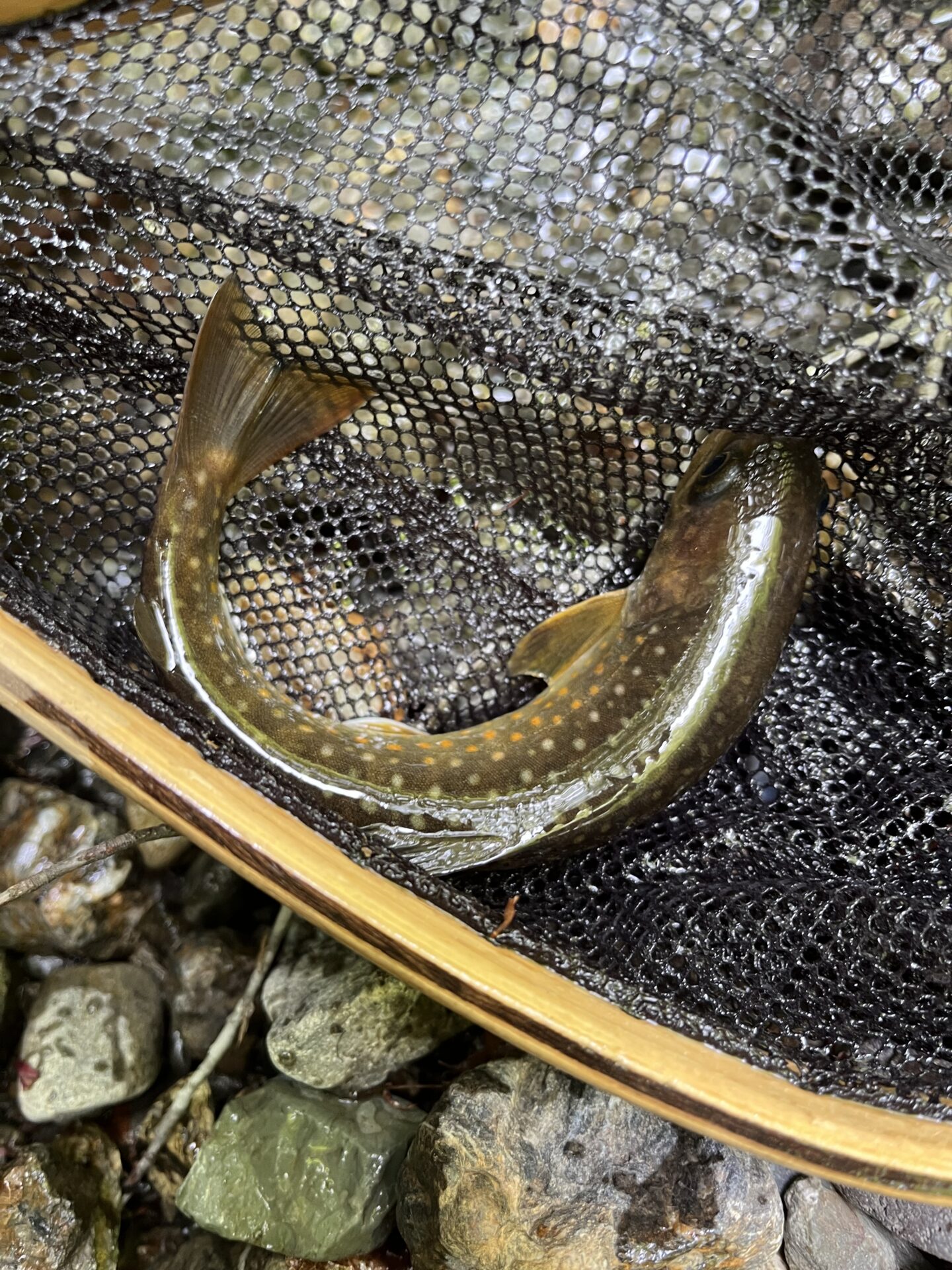 岩魚
上野村漁協
中丿沢毛ばり釣り専用区
2025.5.14
11:18