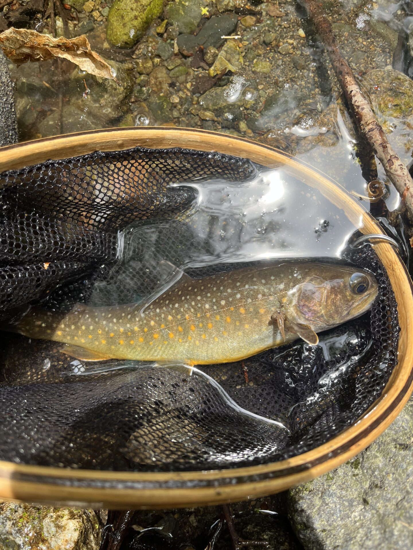 岩魚
上野村漁協
中丿沢毛ばり釣り専用区
2025.5.14
11:25