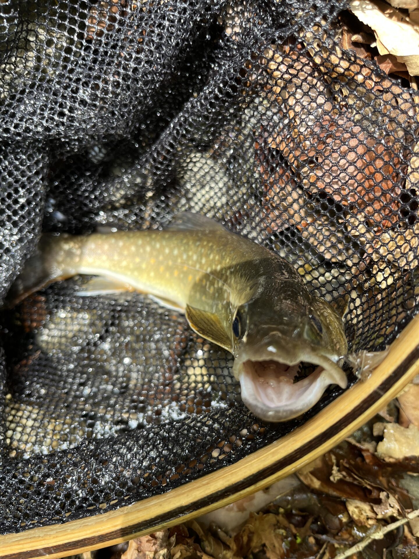 岩魚
上野村漁協
中丿沢毛ばり釣り専用区
2025.5.14
11:31