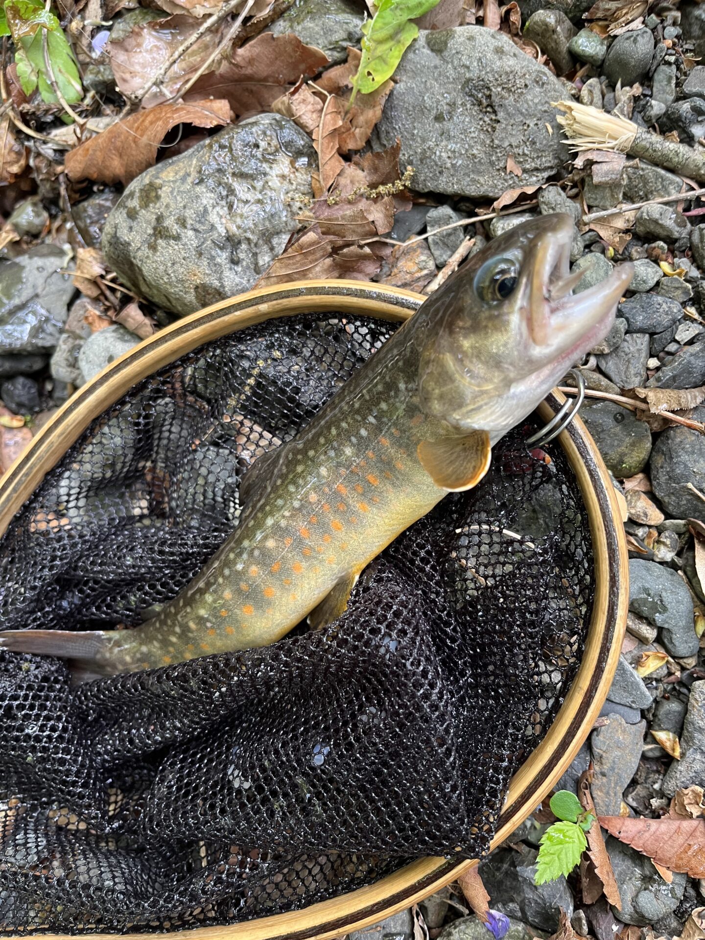 岩魚
上野村漁協
中丿沢毛ばり釣り専用区
2025.5.14
11:54