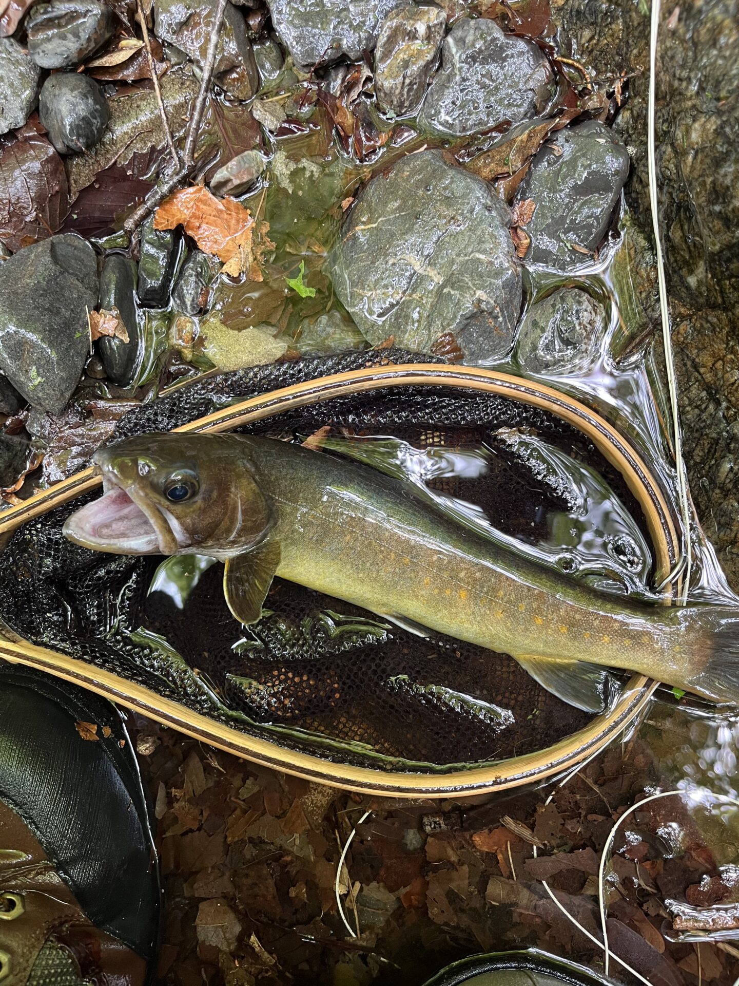 岩魚
上野村漁協
中丿沢毛ばり釣り専用区
2025.5.14
12:17