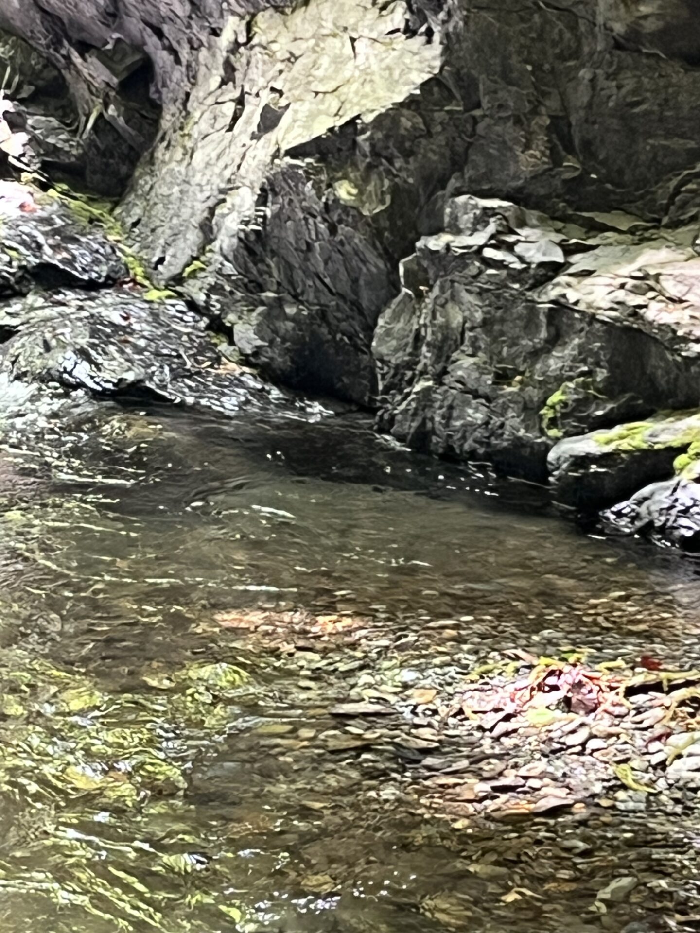ポイント
岩魚
上野村漁協
中丿沢毛ばり釣り専用区
2025.5.14
12:57