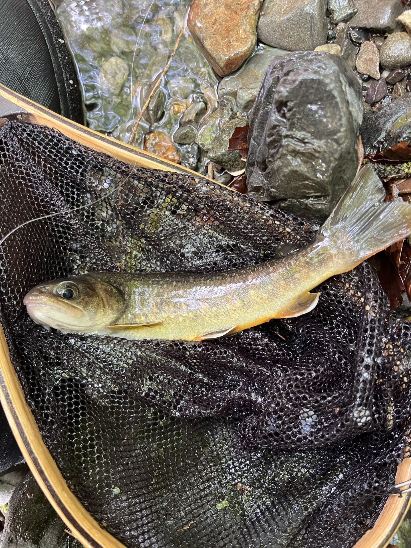 岩魚
上野村漁協
中丿沢毛ばり釣り専用区
2025.5.14
13:05