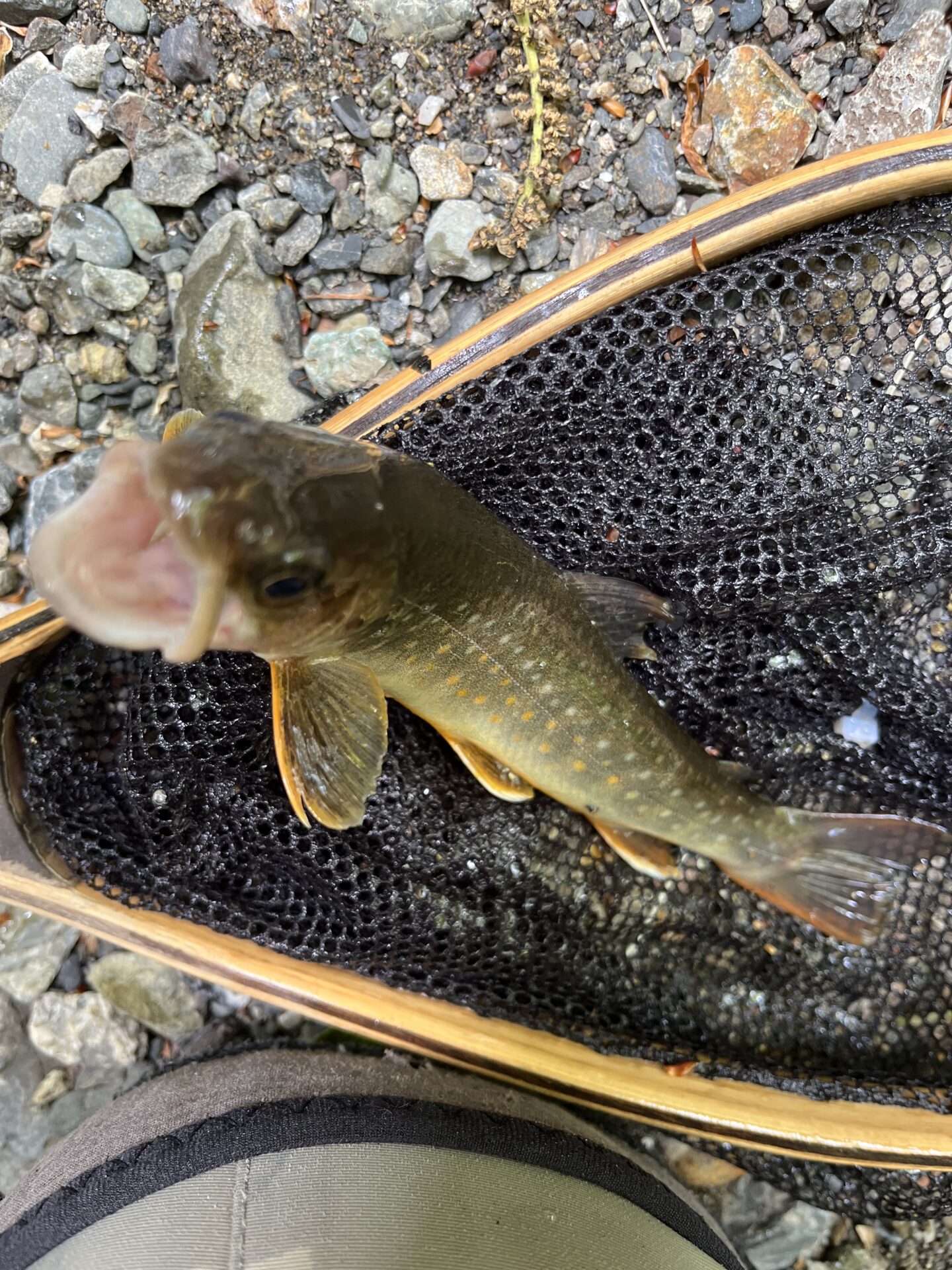 岩魚
上野村漁協
中丿沢毛ばり釣り専用区
2025.5.14
13:15