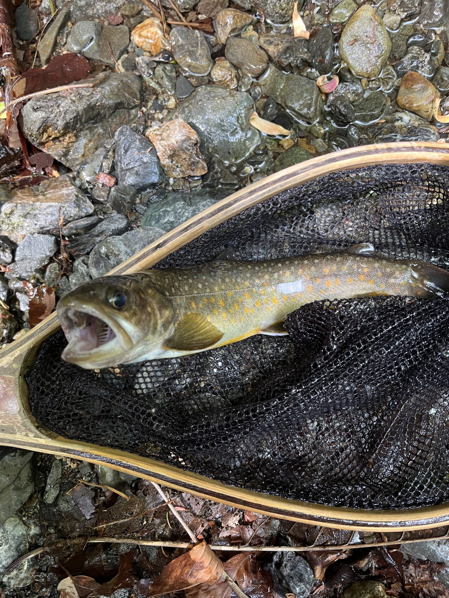 岩魚
上野村漁協
中丿沢毛ばり釣り専用区
2025.5.14
13:33