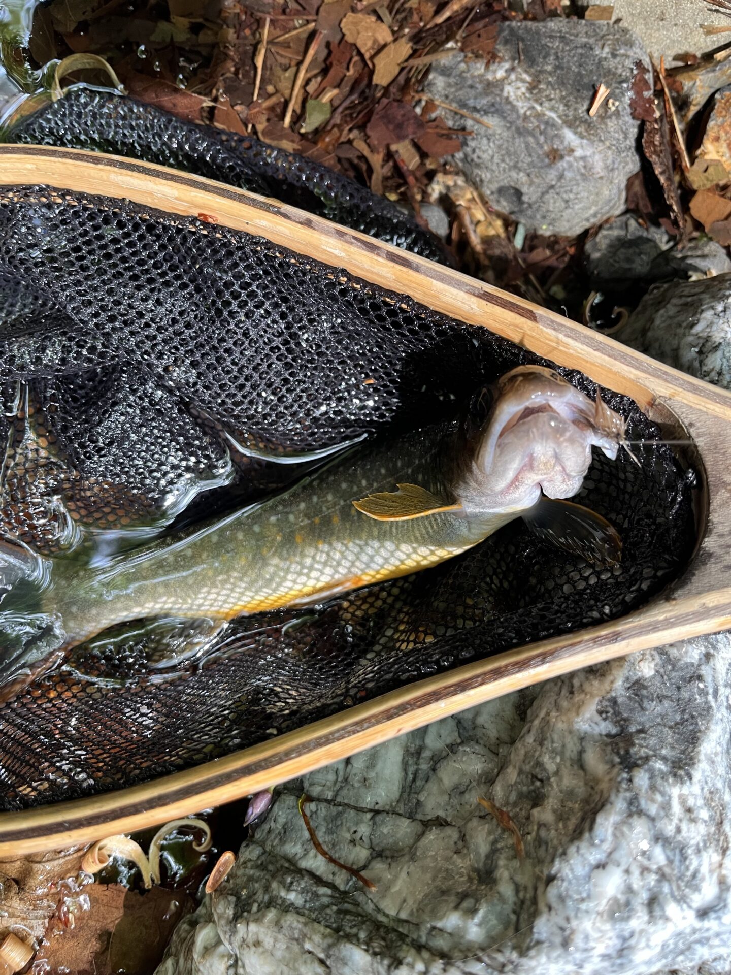 岩魚
上野村漁協
中丿沢毛ばり釣り専用区
2025.5.14
13:44