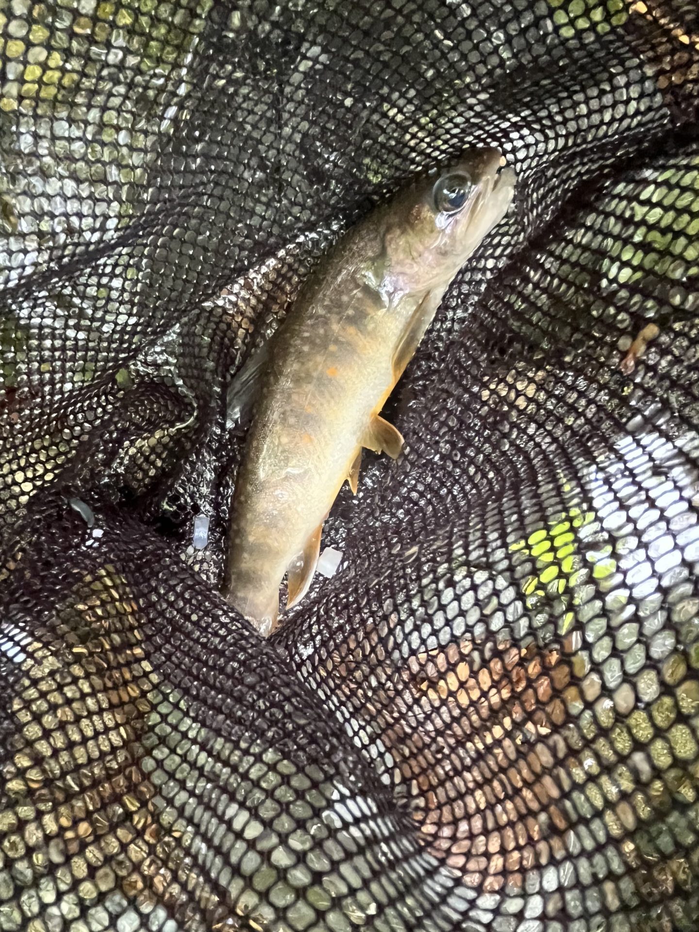 岩魚
上野村漁協
中丿沢毛ばり釣り専用区
2025.5.14
13:57