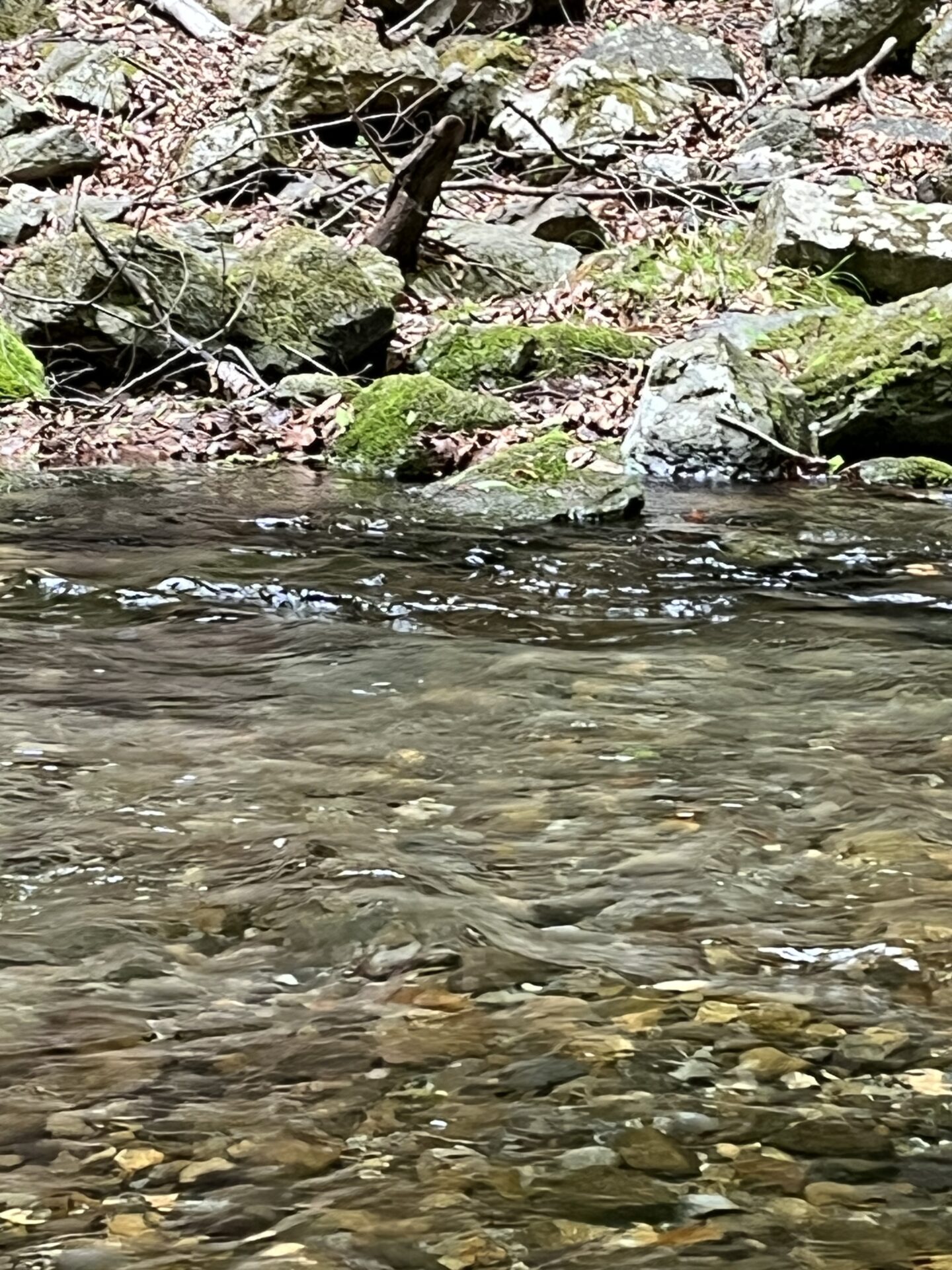 ポイント
岩魚
上野村漁協
中丿沢毛ばり釣り専用区
2025.5.14
13:57