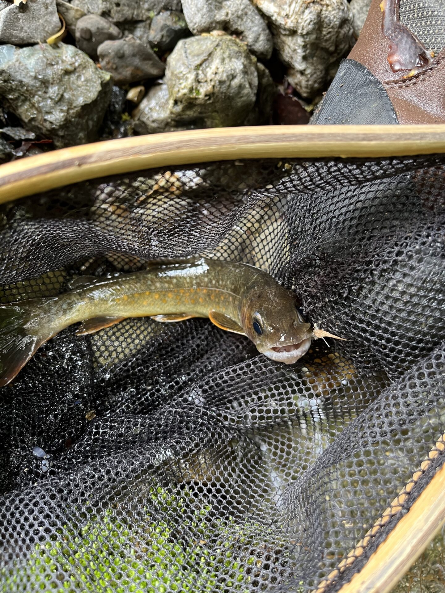 岩魚
上野村漁協
中丿沢毛ばり釣り専用区
2025.5.14
15:44