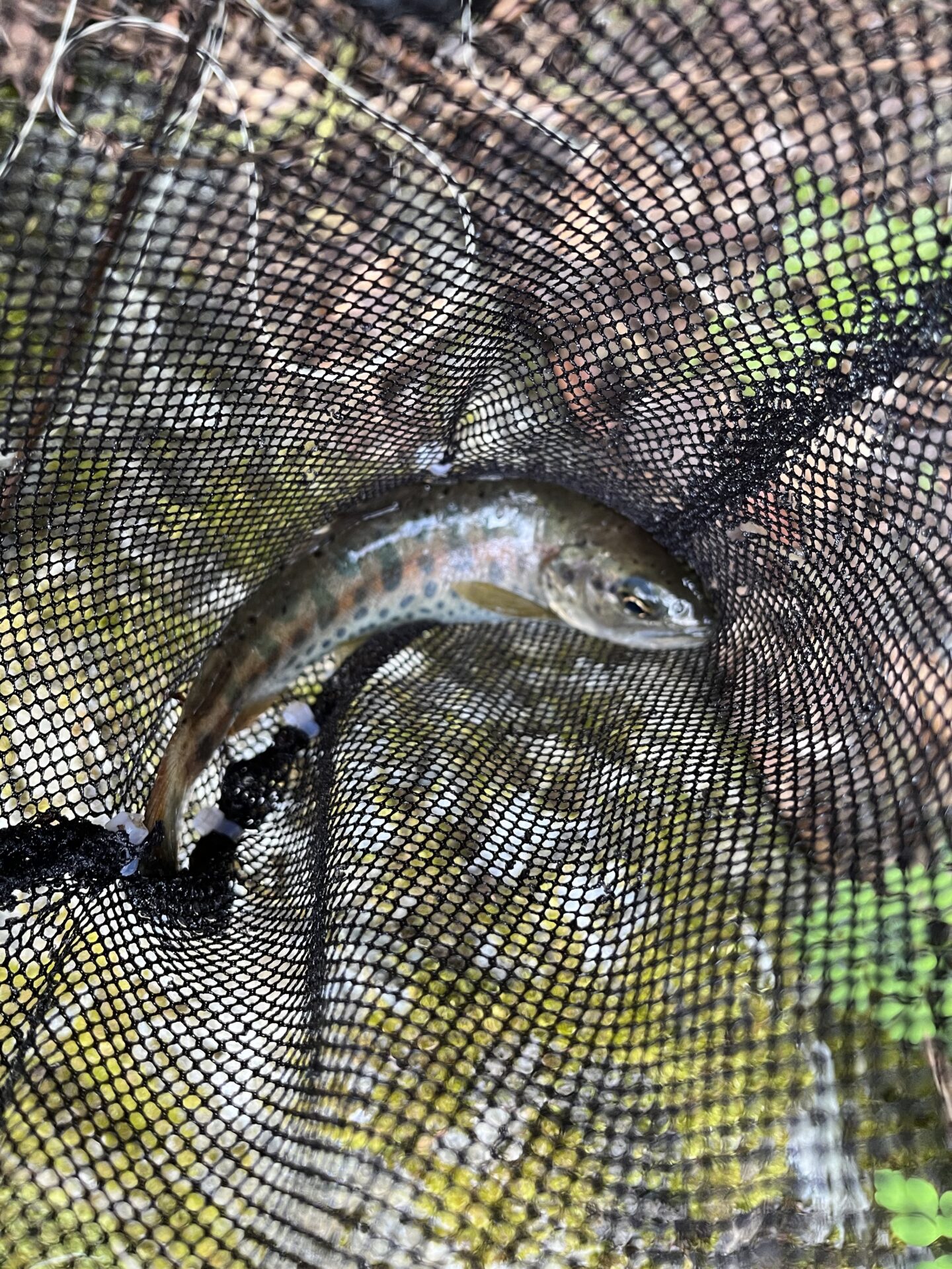 山女魚
上野村漁協
中丿沢毛ばり釣り専用区
2025.5.14
16:09