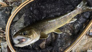 【釣果21匹山女魚2岩魚19】シャロムの森2025.5.15 