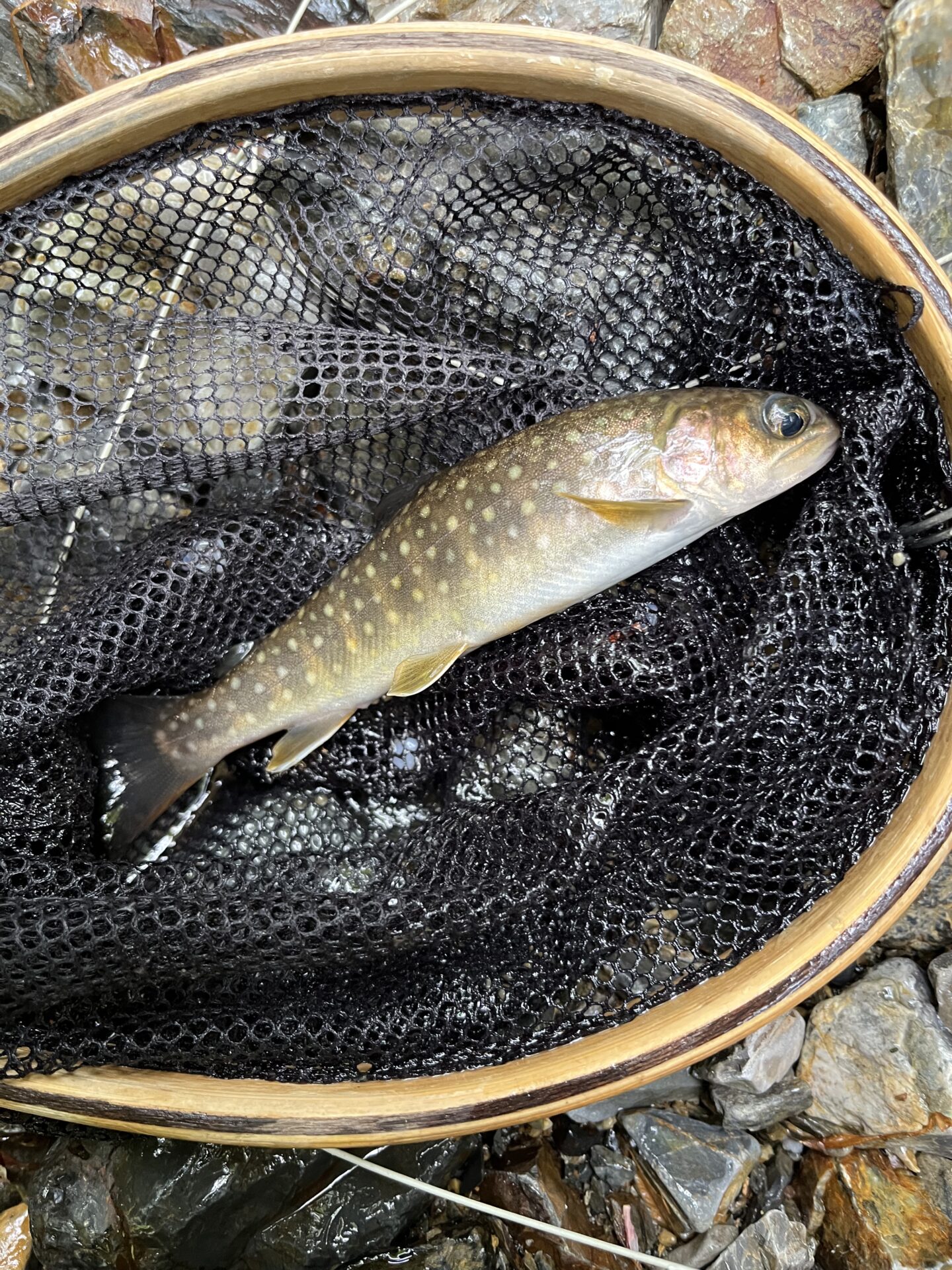 岩魚
シャロムの森
2025.5.15
11:47