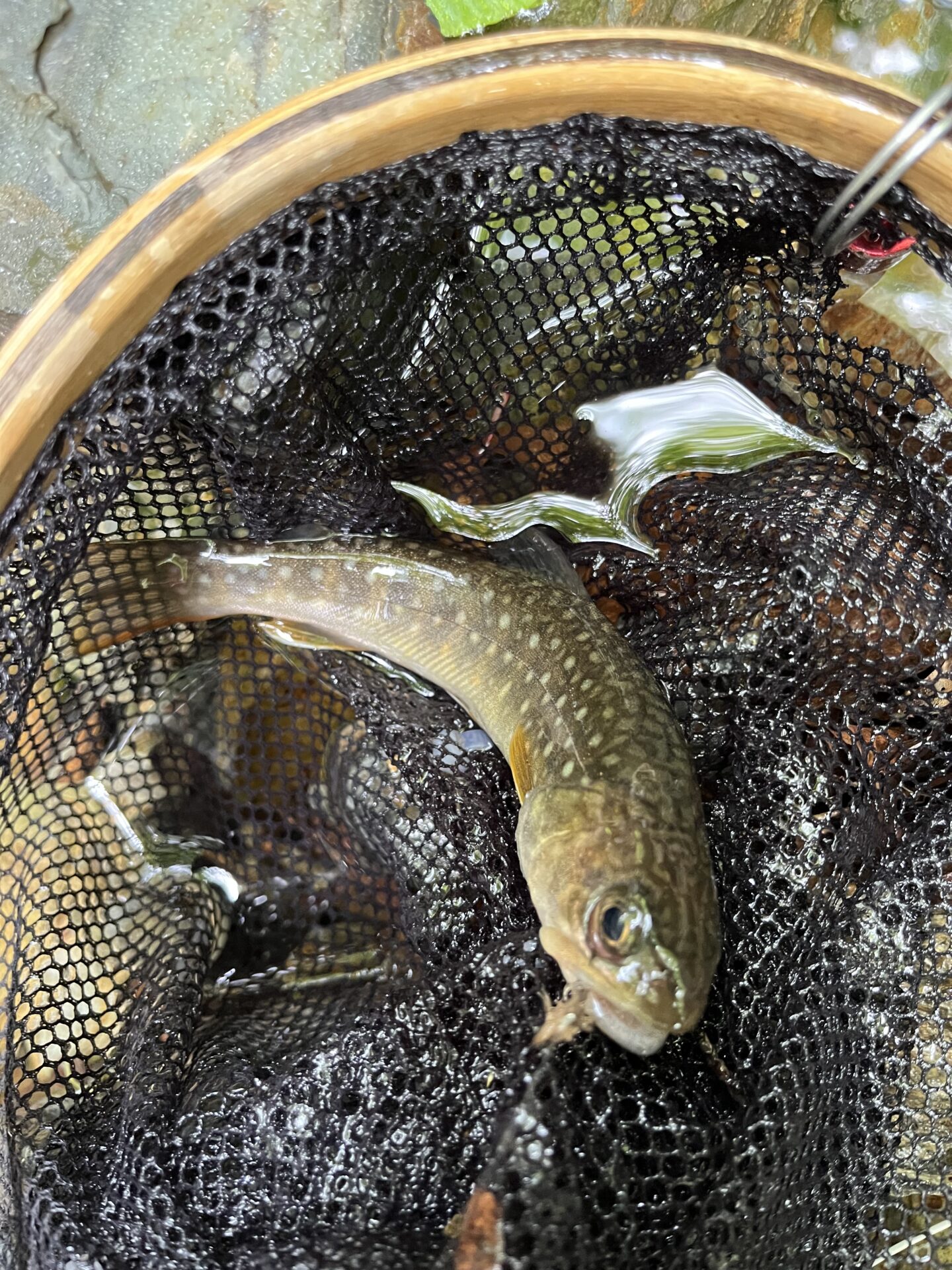岩魚
シャロムの森
2025.5.15
12:06