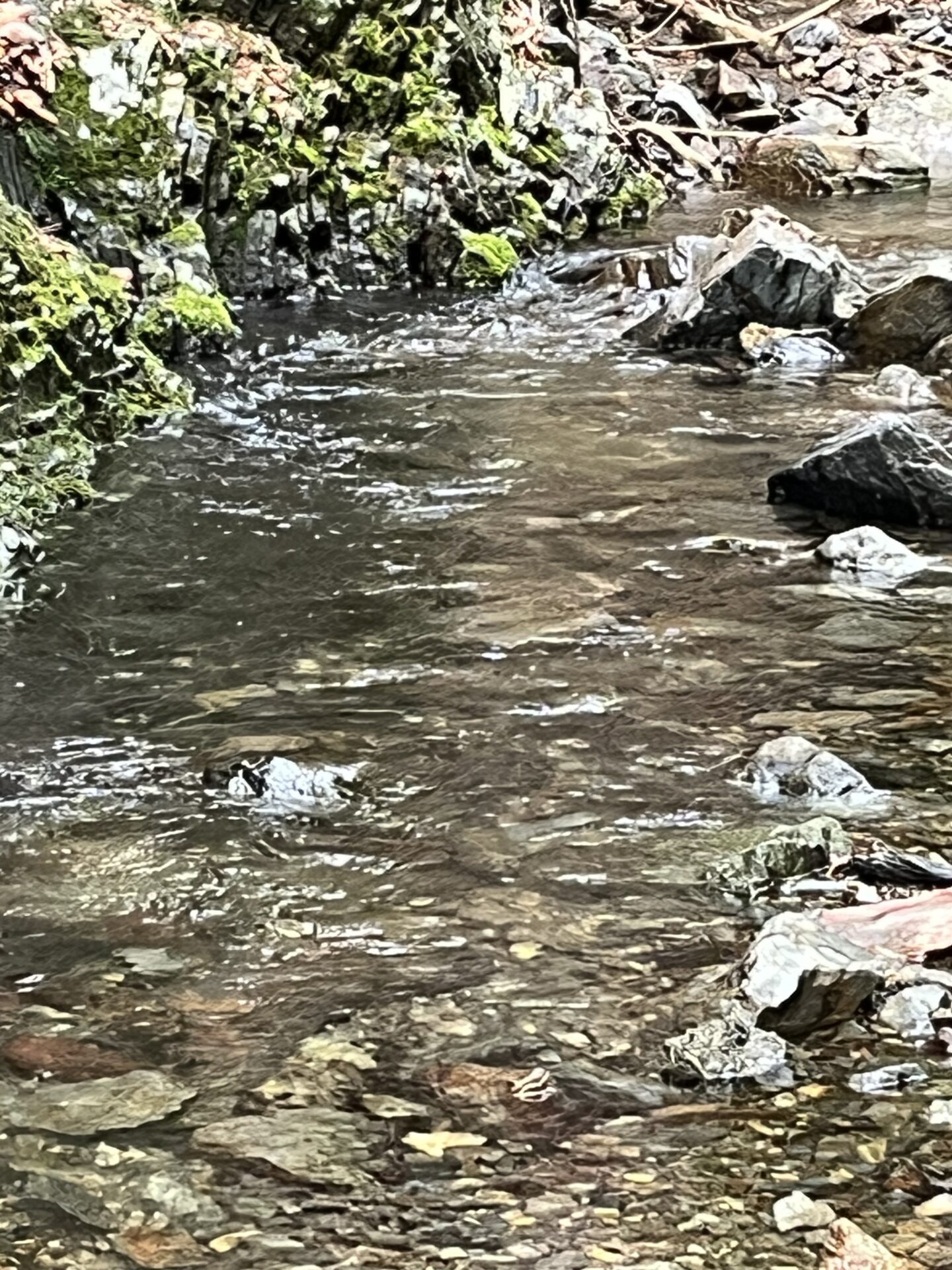 ポイント
岩魚
シャロムの森
2025.5.15
12:06