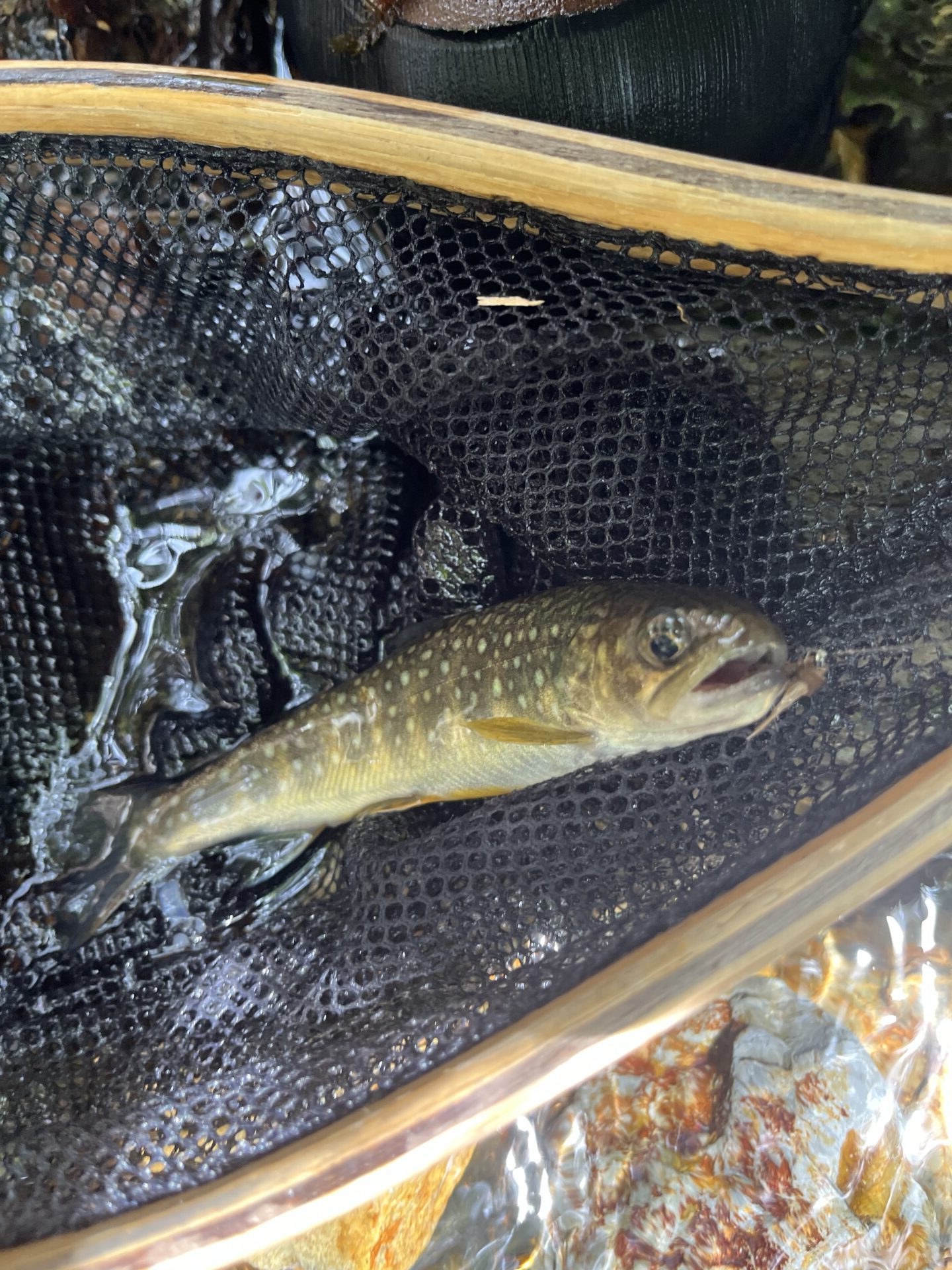 岩魚
シャロムの森
2025.5.15
12:24