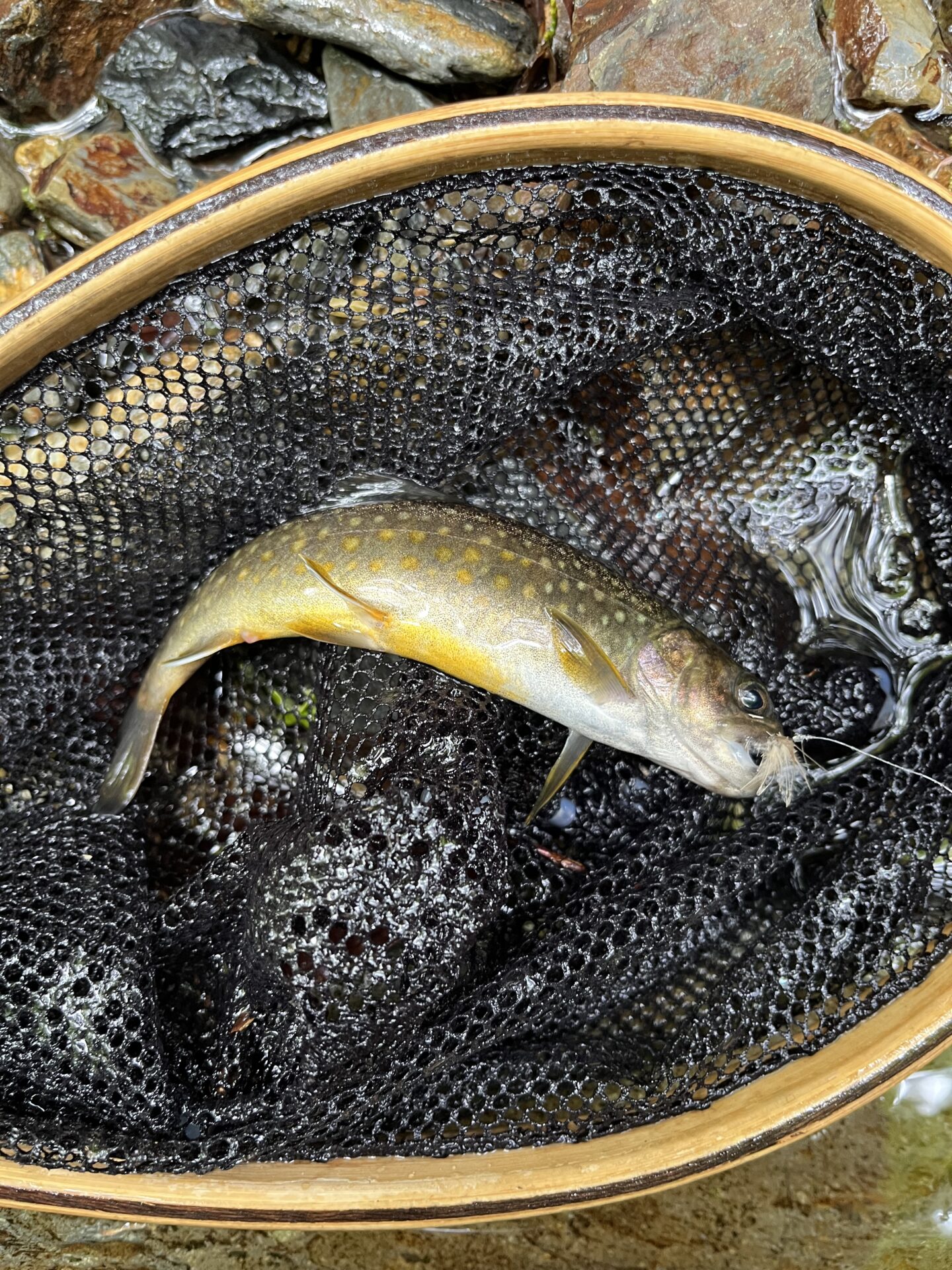 岩魚
シャロムの森
2025.5.15
12:28