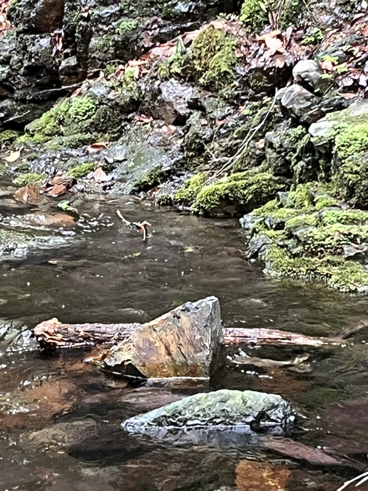 ポイント
岩魚
シャロムの森
2025.5.15
12:28