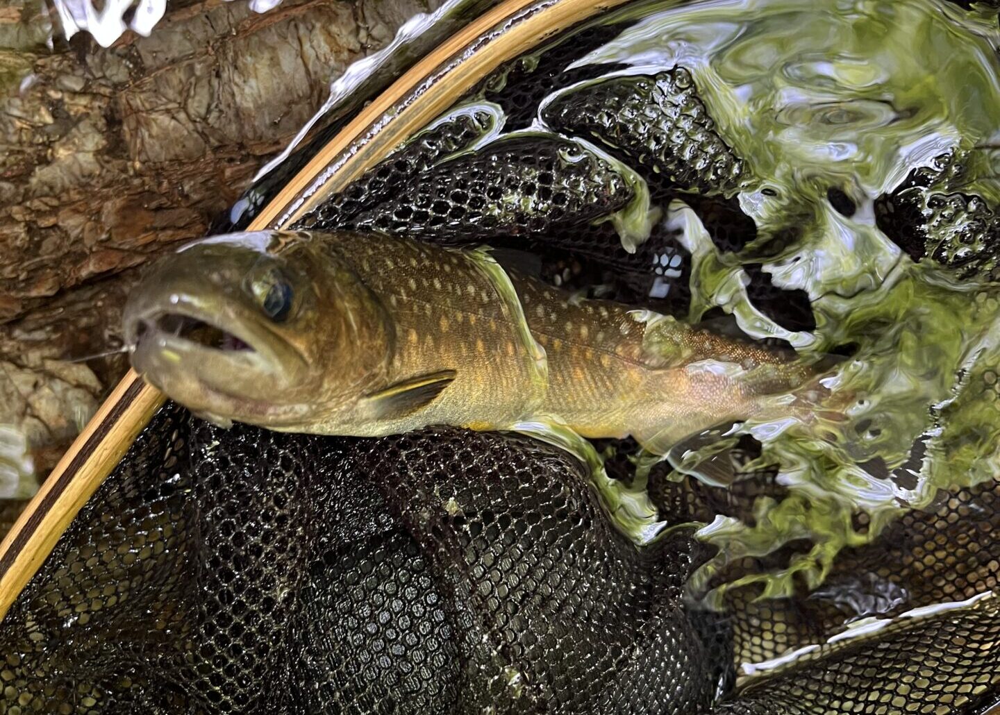 【釣果21匹山女魚2岩魚19】シャロムの森2025.5.15