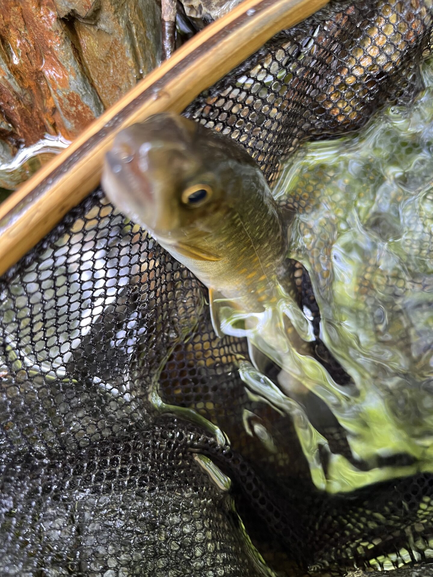 岩魚
シャロムの森
2025.5.15
13:21