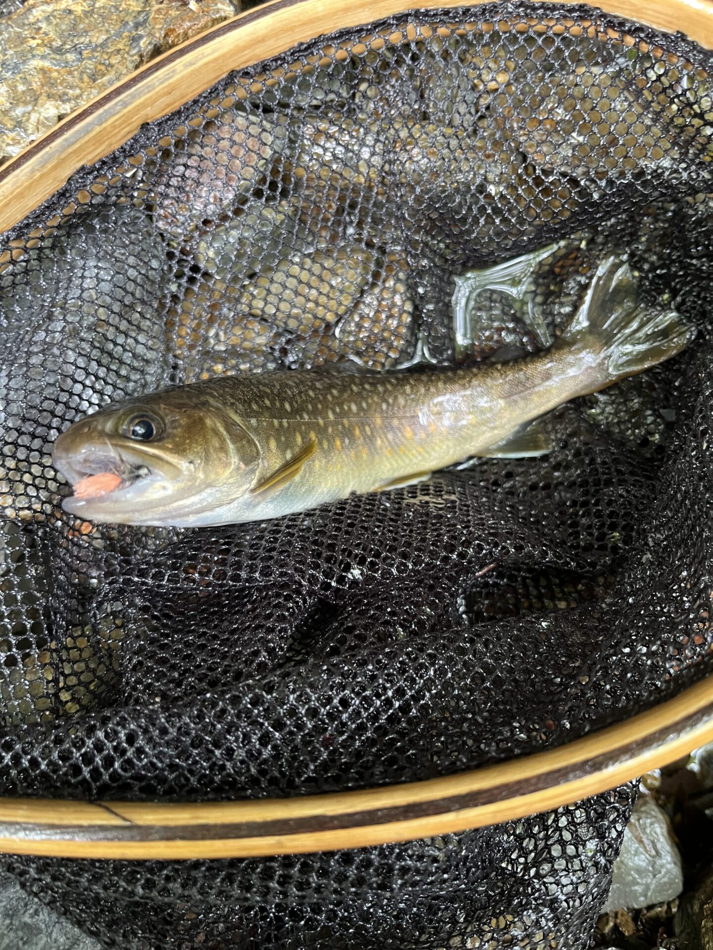 岩魚
シャロムの森
2025.5.15
13:34