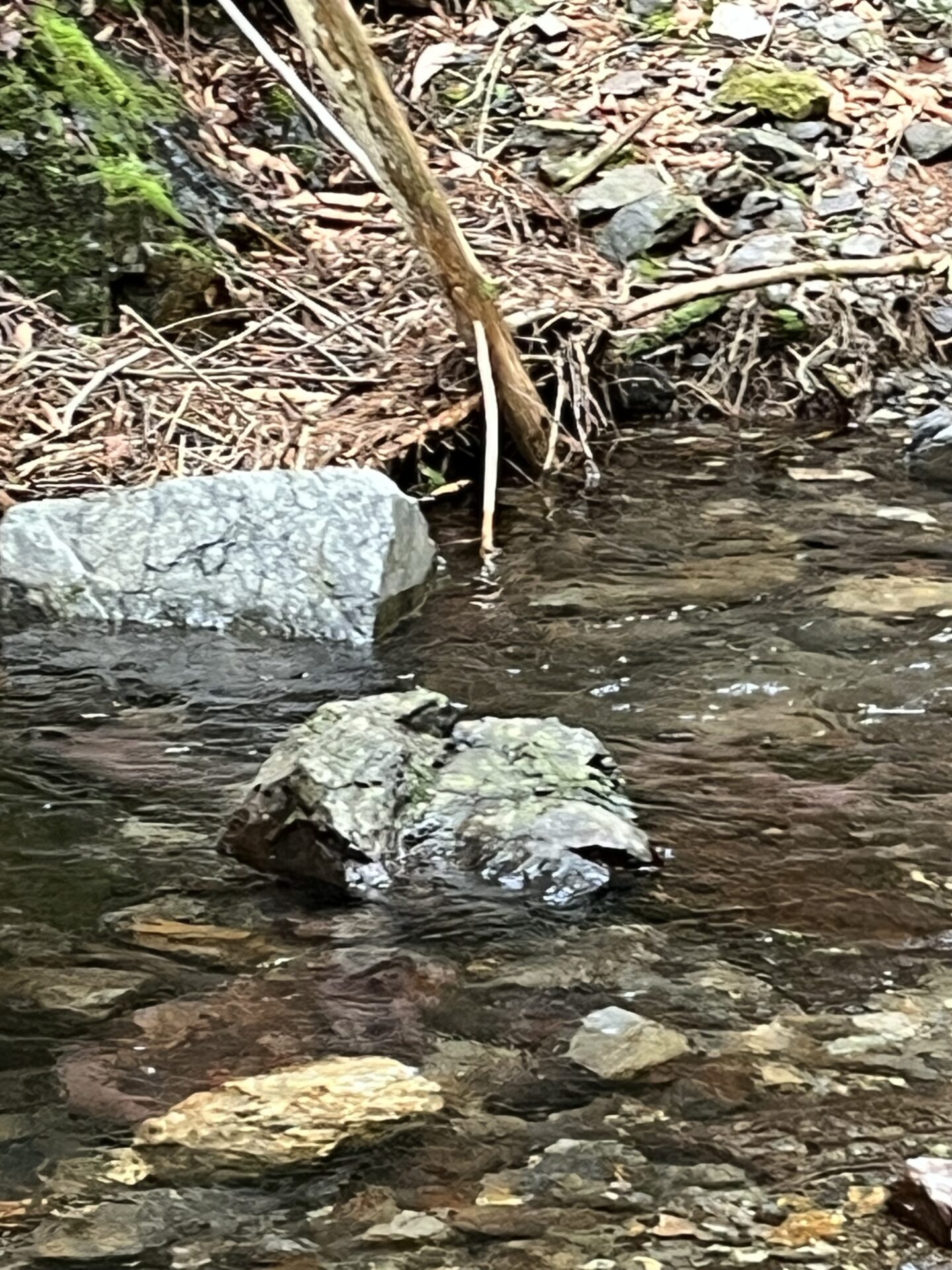 ポイント
岩魚
シャロムの森
2025.5.15
13:34