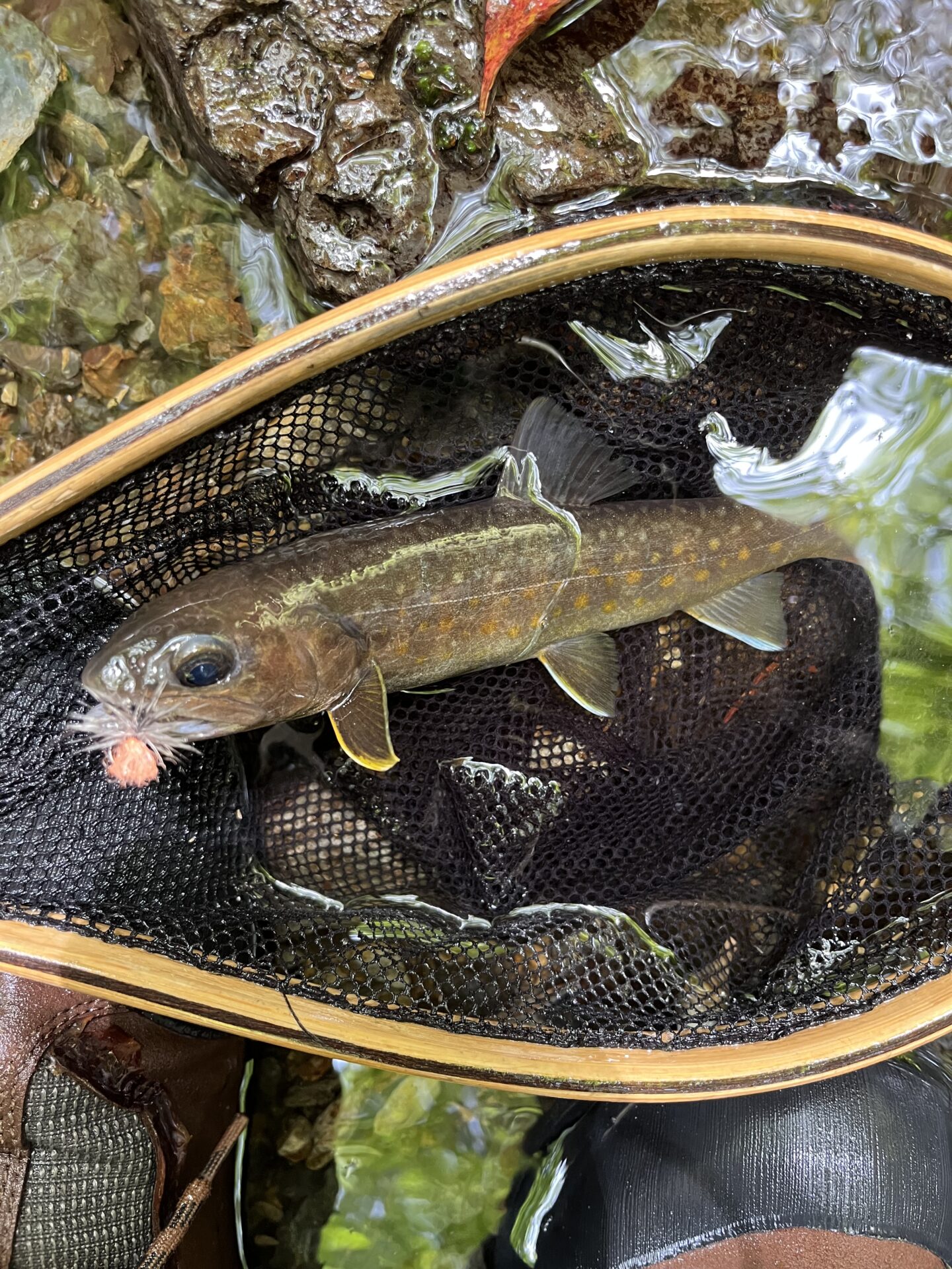 岩魚
シャロムの森
2025.5.15
13:48