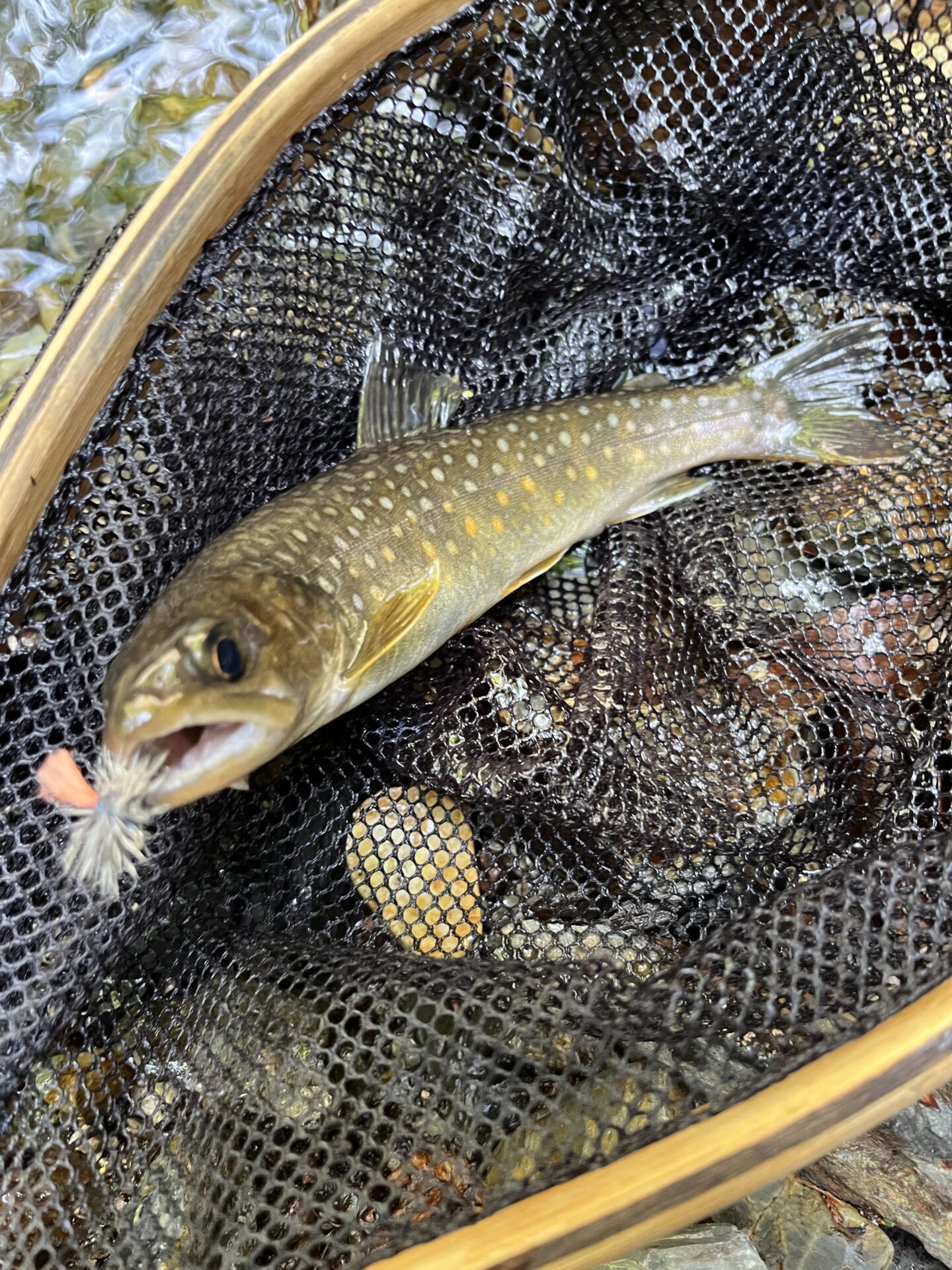 岩魚
シャロムの森
2025.5.15
14:24