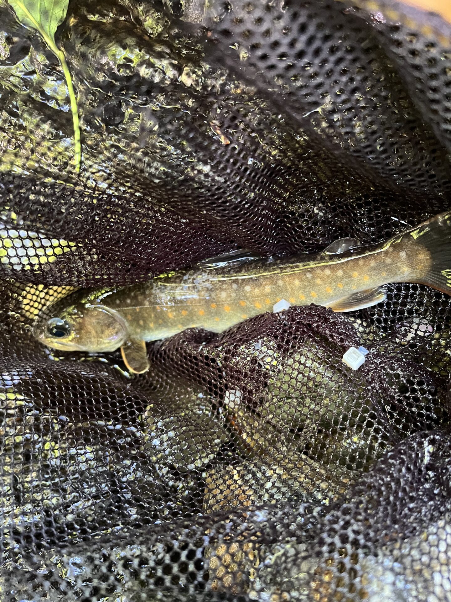 岩魚
上野村
特設釣り場
中丿沢毛ばり釣り専用区
9:53
